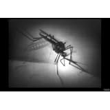 Classic Malaria Films DVD: 1940s Malaria Disease Symptoms & Treatments History Films