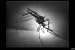 Classic Malaria Films DVD: 1940s Malaria Disease Symptoms & Treatments History Films