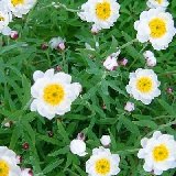 【耐寒性】　花かんざし　（ハナカンザシ）　2株セット　【花壇】【コンテナガーデン】