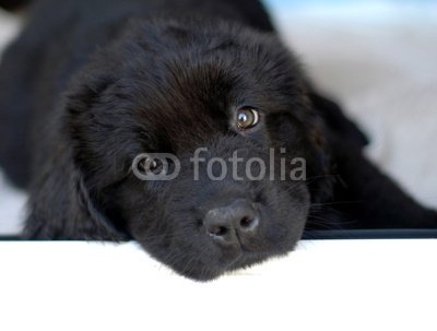 Wallmonkeys Peel and Stick Wall Decals - Newfoundland Puppy - 24