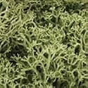 Lichen, Spring Green