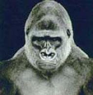 Screaming jets - The Screaming Jets - Zortam Music