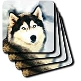 Dogs Siberian Husky - Staring Siberian Husky - Coasters