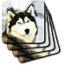 Dogs Siberian Husky - Staring Siberian Husky - Coasters