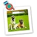 Dogs Mastiff - Mastiff - Quilt Squares