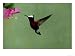Snowcap Hummingbird, Costa Rica Art Photographic Poster Print by G. W. Willis, 64x48