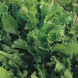 Organic Pancalieri Riccia Endive - 150 Seeds