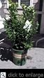 Sharpblue Mild Winter Blueberry Plant Two Gallon