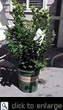 Sharpblue Mild Winter Blueberry Plant Two Gallon