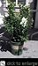 Sharpblue Mild Winter Blueberry Plant Two Gallon