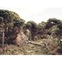 Adam Jeppesen: Wake