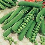 Pea Early Onward Seeds (1 Pkt - 260 seeds)