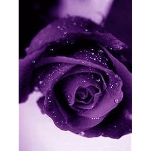 Purple Roses Purple roses, 5 seeds, For your home or garden