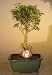 Bonsai Boy's Flowering Mount Fuji Serissa - With Golf Ball serissa foetida