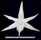Angraecum sesquipedale 167S