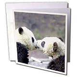 Wild animals - Baby Pandas - Greeting Cards-12 Greeting Cards with envelopes