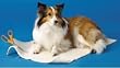 Midwest Sheepskin Pad (Cut to Fit) with Non-Slip Rubber Backing fits 18 & 22"L Crates