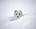 Arctic Fox Peeking out of Snow - 24W x 19H - Peel and Stick Wall Decal by Wallmonkeys