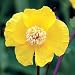 Poppy Yellow (Dicranostigma franchetianum)