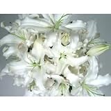 Parade of White Lilies