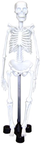 体のことがよくわかる 人体骨格モデル 47cm スタンド付き