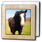 Jos Fauxtographee Realistic - A Beautiful Black and White Horse Standing on a Green Field of Grass Close Up with White on Face - Tile Napkin Holders
