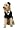 Dapper Dog