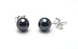 AAA Quality Round 5.5-6mm Akoya SaltWater cultured Black Pearl Earrings with 18K White Gold Mount