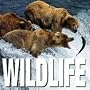 Wild Life (Cube Books)