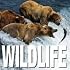 Wild Life (Cube Books)