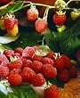 raspberry flavor extract