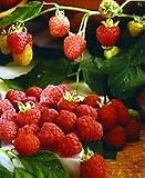 raspberry flavor extract