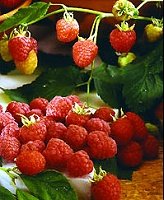 raspberry flavor extract