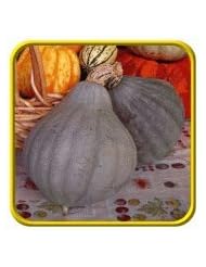 Lawn & Patio: Everwilde Farms - 20 organic Blue Hubbard Winter Squash Seeds - Gold Vault Packet - Everwilde Farms