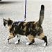 Premier Come with me Kitty Harness Large Royal Blue
