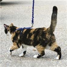 Buy Premier Come with me Kitty Harness Large Royal Blue online at Discounted New and Used prices. Delivered to your door with Off-The-Bookshelf.