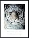 Art Poster Metal Framed Print - Tiger Portrait - Artist: Robert Bateman- Poster Size: 32 X 24