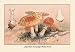 12 X 18 Stretched Canvas Poster Amanita Muscaria Poisonous