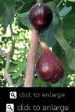 Black Jack Semi Dwarf Fig Tree Five Gallon