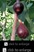 Black Jack Semi Dwarf Fig Tree Premium Five Gallon