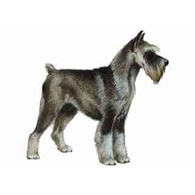 7.5cm x 5cm Acrylic Fridge Magnet-Schnauzer1
