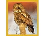 Great Gray Owl