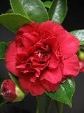 Review   / Camellia Arejishi