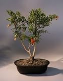 Flowering Dwarf Pomegranate Bonsai Tree.(punica granatum)