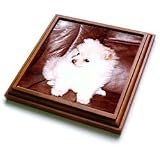 Dogs Pomeranian - White Pomeranian - Trivets