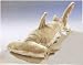 Plush Hammerhead Shark 13