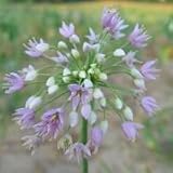 Prairie Onion (Allium stellatum) - Jumbo Wildflower Seed Packet