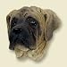 Mastiff Dog Magnet