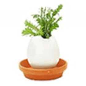 Egglings - Herbs (Basil)
