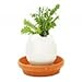 Eggling Herb - Mint